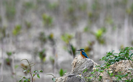 China adds over 200,000 hectares of wetland area in 2016-2020