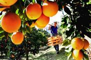 E. China's Jiangxi to work with agriculture ministry on building pilot base for green organic agricultural products