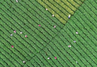 数字赋能 文化加持 浙江遂昌“五问”茶产业高质量发展