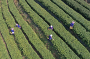 C. China's Hunan sees tea industry output value top RMB96.6 bln in 2020, up 6.15 pct