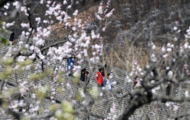 China has  more than 40,000 travel agencies by 2020 