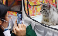 Scale of China's pet industry likely to hit RMB228.9 bln in 2021, research institute 