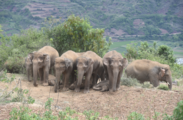 China's migrating elephant herd safe under protection in Yunnan Yuxi 