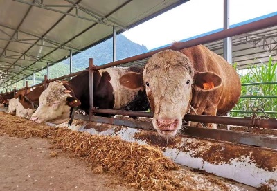 从一群黄牛的饲料，看五粮液如何争创“零碳酒企”