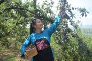China's Longtan pearl plum ripens and launches in market