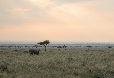 【见•闻】东非野生动物大迁徙如期而至 肯尼亚云直播向全球游客“种草”