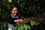 SW. China's Pu'er City becomes golden growing belt for Arabica coffee