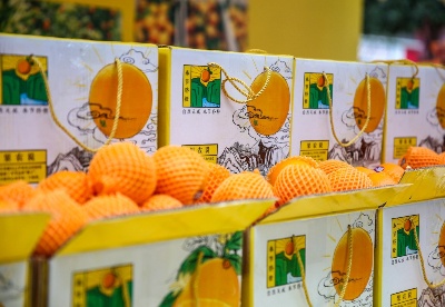 40万吨脐橙陆续上市 重庆奉节进入“甜蜜季”