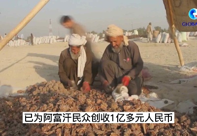全球连线丨赵立坚“带货”的阿富汗松子卖得怎么样？