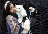 ​Chinese-made pet products increasingly popular overseas