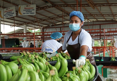全球连线 | 一根厄瓜多尔香蕉背后的中厄合作