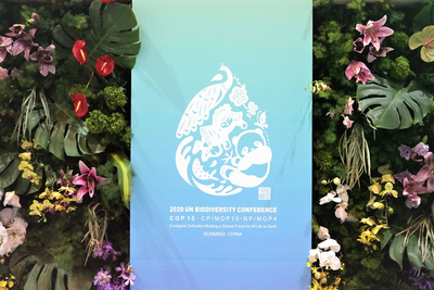 全球连线 | 联合国官员：对昆明大会通过“2020年后全球生物多样性框架”持乐观态度
