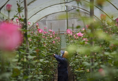 全球连线 | 中拉贸易四季物语：厄瓜多尔玫瑰，到中国赴一场浪漫的春之约