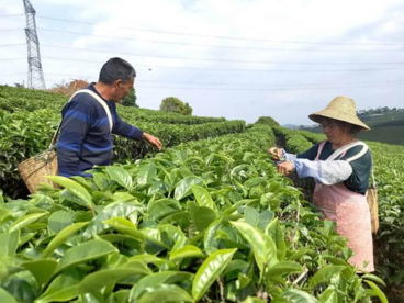 让有机茶种植加工在云南普洱大地蔚然成风