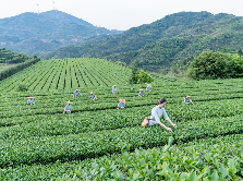 八马·安溪铁观音开茶节开幕  连续13年全国销量领先