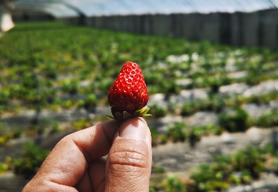 海拔4300米的草莓是什么“味道”？记者带你到“世界屋脊的屋脊”品味