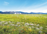 Ecological restoration brings back lush grassland in N. China's Inner Mongolia