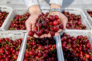 ​Cheery cherry trade between China and Chile