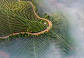 Electrified tea production helps boost tea industry in central China's Hunan Province