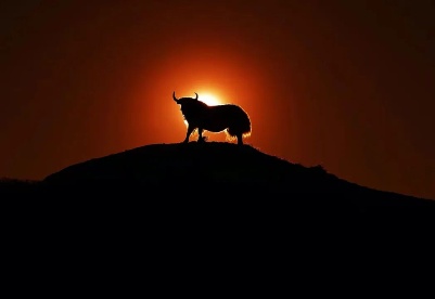征稿｜摄影世界·世界牦牛——2022年首届“高原之宝”全国牦牛影像作品征集活动