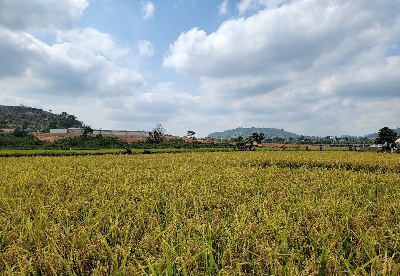 通讯：中国水稻技术助力尼日利亚粮食增产