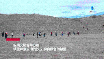 全球连线｜治沙之变：从一个“草格子”到一套“好法子” 