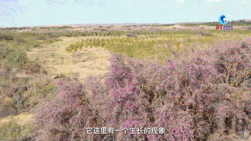全球连线｜治沙密码：巧用沙漠植物的“生存智慧”与韧性