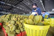 RCEP brings huge dividends in six months of effect