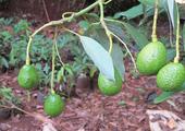 Shanghai receives first batch of fresh avocados imported from Kenya, Africa