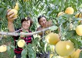 Peach farmers in E. China’s Mengyin embrace peachy lives