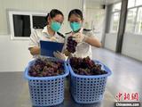 Fresh grapes exported to Singapore from E.China's Zhejiang via "green logistics channel"