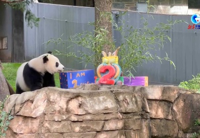 全球连线丨旅美大熊猫幼崽“小奇迹”两岁了