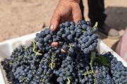 NW China's Xinjiang Production and Construction Corps enters peak season for fresh grape exports 