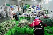Customs helps Hubei konjac products further expand international market