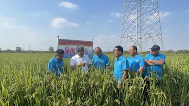 Water-saving and drought-resistant rice key to high-quality crop production, experts