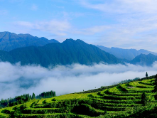 邛崃黑茶：江山如画“出好茶”