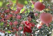 E. China Shandong's Yinan County enjoys apple harvest