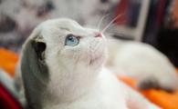 Chinese animal health firms announce joint venture to explore global market 
