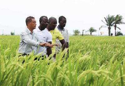 全球连线 | 中非农业合作助力布隆迪改善民生