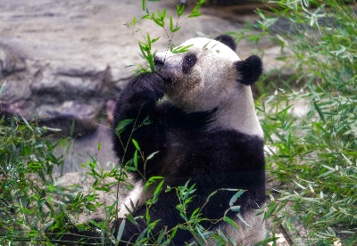 全球连线 | 这绝对是真爱！日本熊猫迷3139天拍摄中国大熊猫