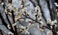 Plum blossoms in full bloom in E. China's Shandong Zaozhuang