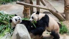 马来西亚：一起去看大熊猫