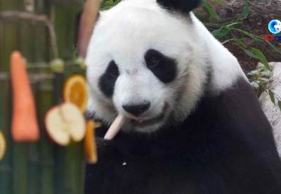 全球连线｜“大熊猫是和平和友谊的象征”——访莫斯科动物园园长