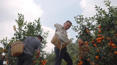 宜居宜业和美乡村，擦亮乡村振兴幸福底色——布朗山乡着力打造乡村振兴的“云南样本”
