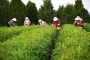 Green tea of E. China's coastal city goes global