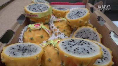 首批厄瓜多尔火龙果获准进入中国市场