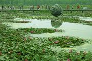 E. China's wetland park welcomes visitors with blooming flowers