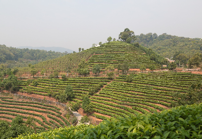 云南普洱：以茶为媒 串起生态旅游产业链