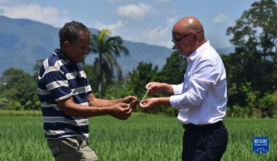 通讯：中多水稻合作助力多米尼加农业发展