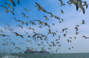 Rongcheng City in east China sees over 40,000 black-tailed gulls